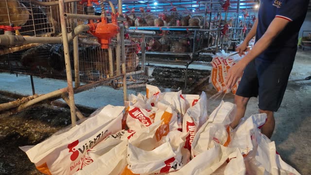 Collecting Eggs At The Chicken Farm