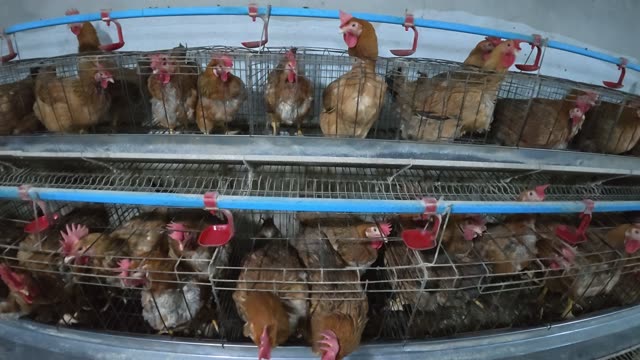 Free-Range Chickens In The Barn