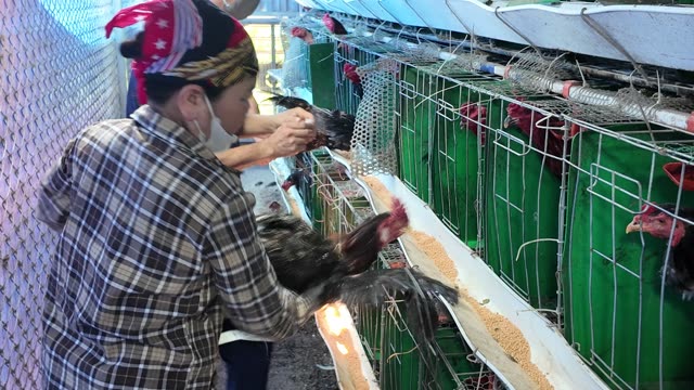 Collecting Eggs At The Chicken Farm
