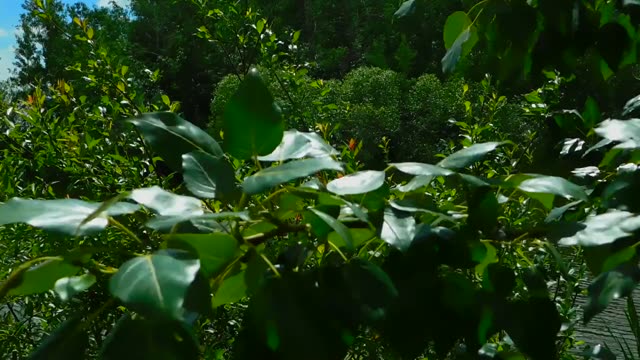 Sunlit Glossy Leaves Close Up