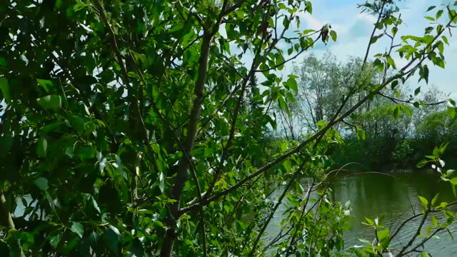 River Through Green Branches