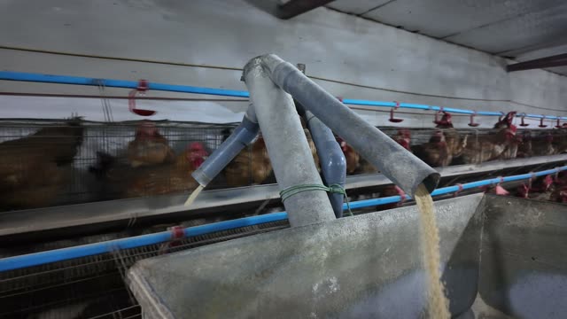 Free-Range Chickens In The Barn
