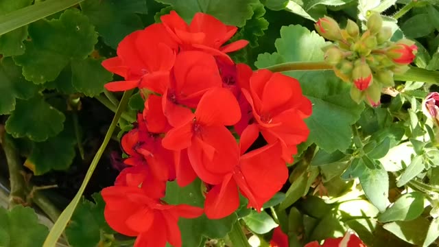 Red Geranium Blooms In Sun