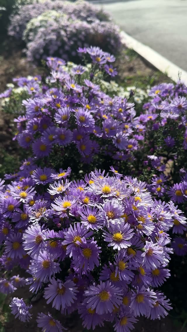 Purple Asters Along Roadside