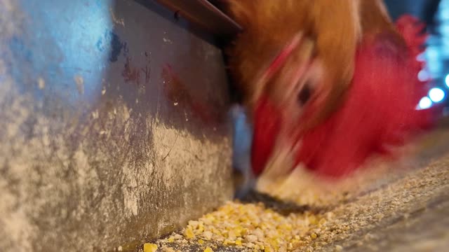 Chicken Farm Feed Storage
