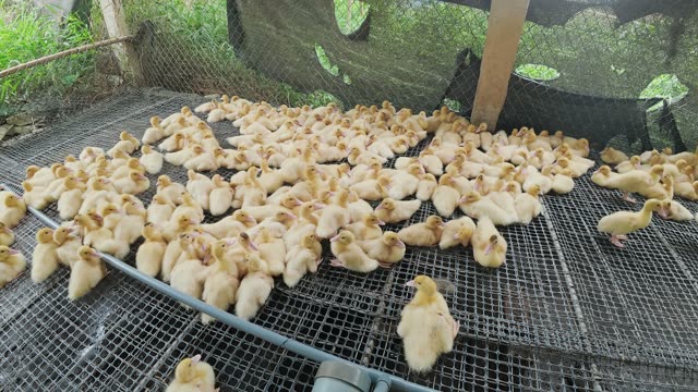 Baby Muscovy Ducks Feeding