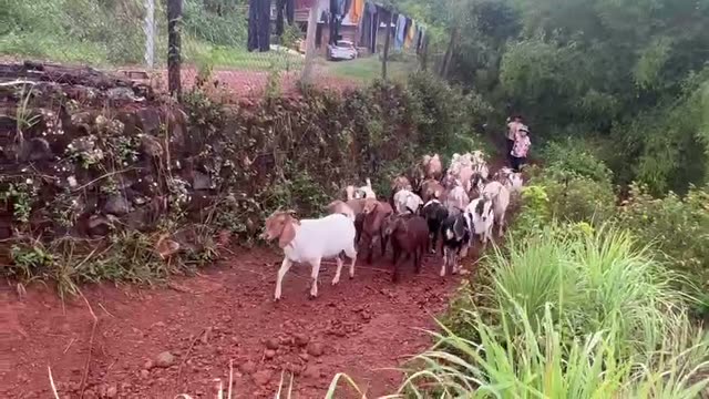 Goat Herd On A Country Path