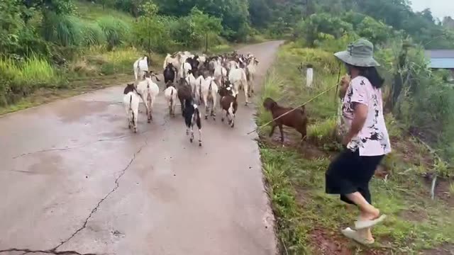 Goat Herd On A Country Path
