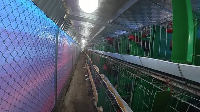 Hens In The Poultry Farm