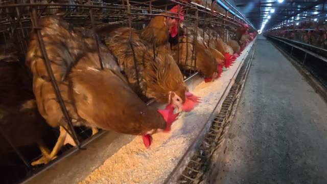 Hens In The Poultry Farm
