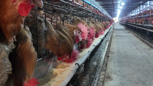 Free-Range Chickens In The Barn