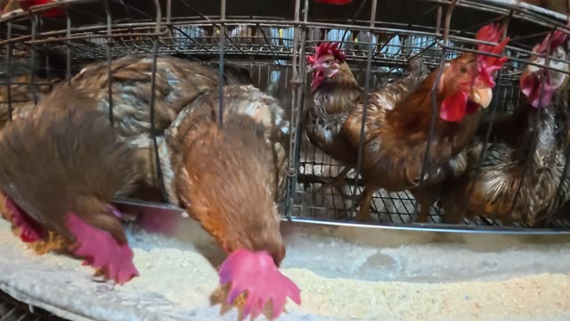 Collecting Eggs At The Chicken Farm
