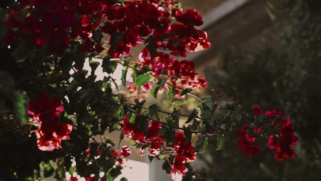 Red Bougainvillea In Sunlight