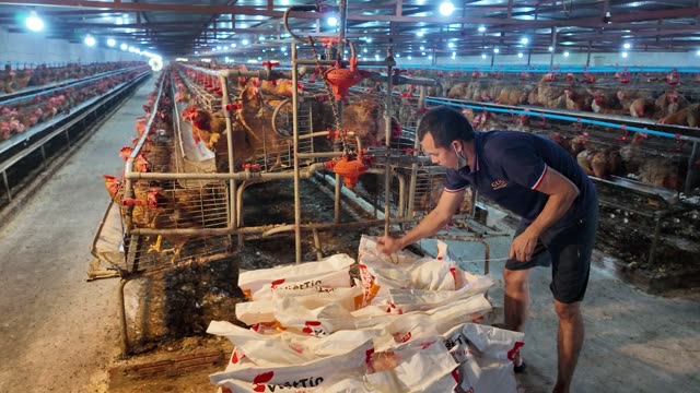 Inside A Chicken Farm Coop