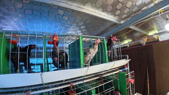 Hens In The Poultry Farm