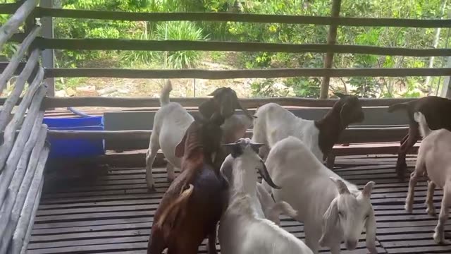 Goats Grazing On Green Hills
