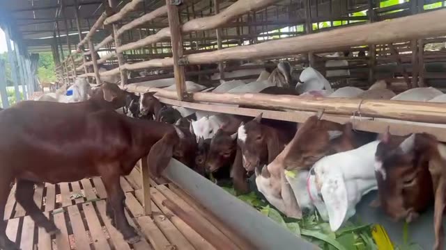 Goats Grazing On Green Hills