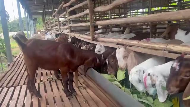 Goats Grazing On Green Hills