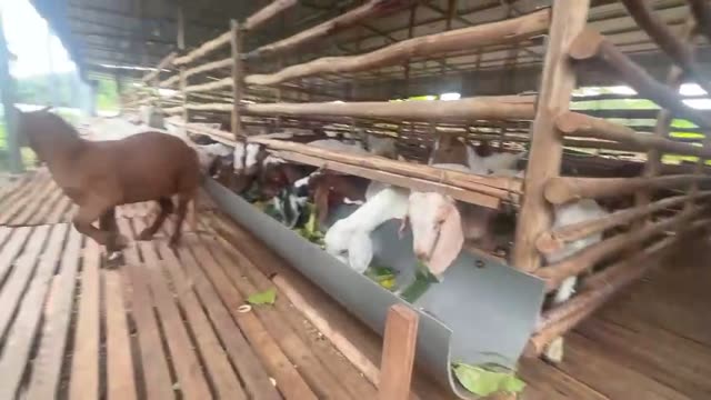 Baby Goats Playing