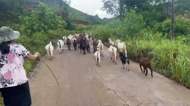 Baby Goats Playing