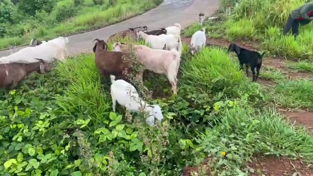 Goats Grazing On Green Hills