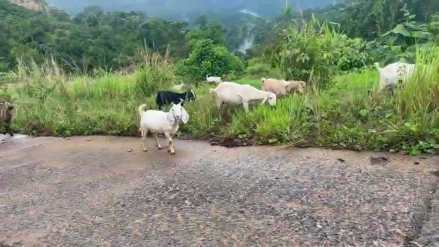Herd Of Goats Grazing