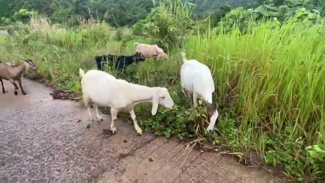 Herd Of Goats Grazing