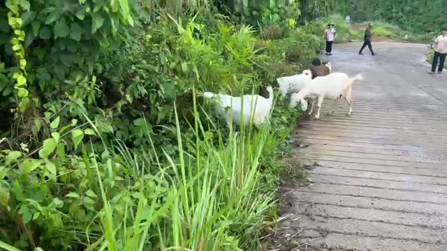 Goats On The Farm