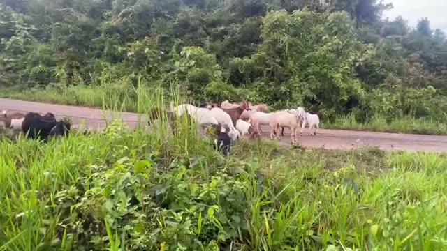 Goat Herd On A Country Path