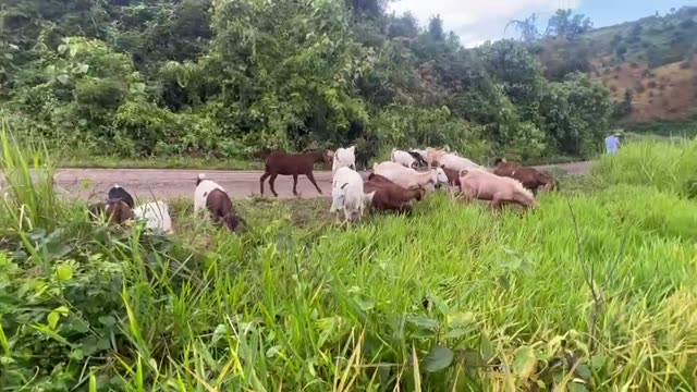 Goat Herd On A Country Path