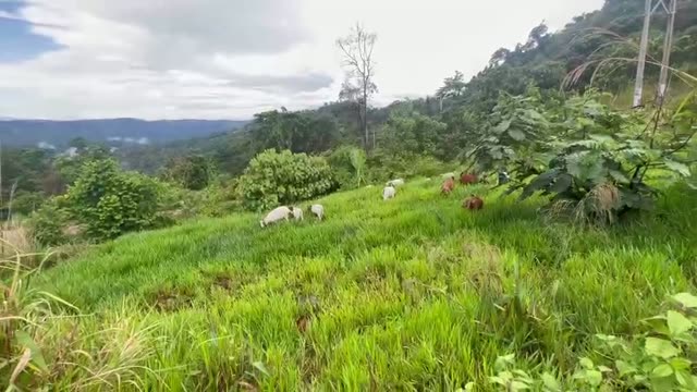 Goats Grazing On Green Hills