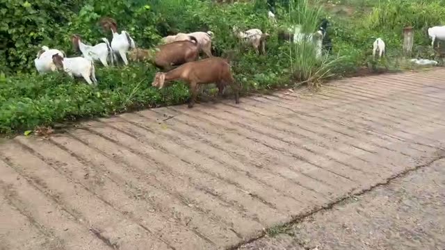 Goats On The Farm
