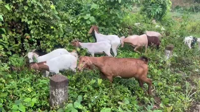 Goats On The Farm