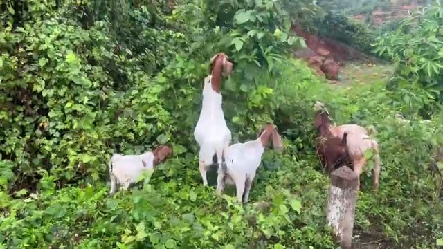 Goats Grazing On Green Hills