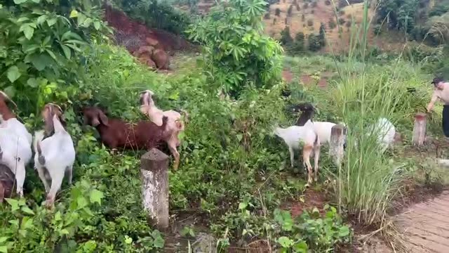 Goats Grazing On Green Hills
