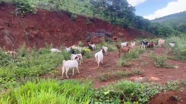 Goats On The Farm