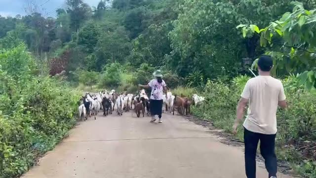 Goat Herd On A Country Path