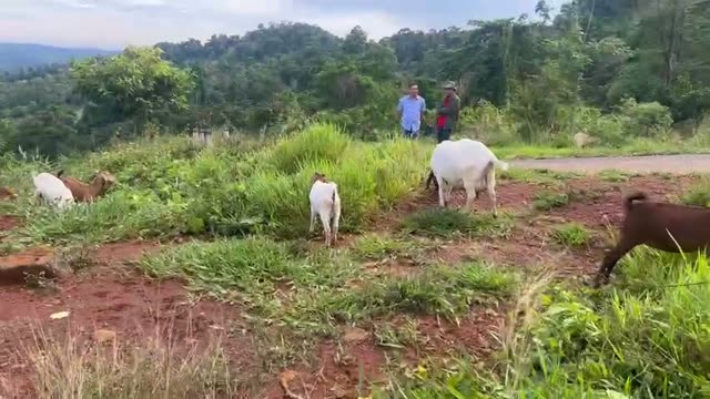 Goats Grazing On Green Hills