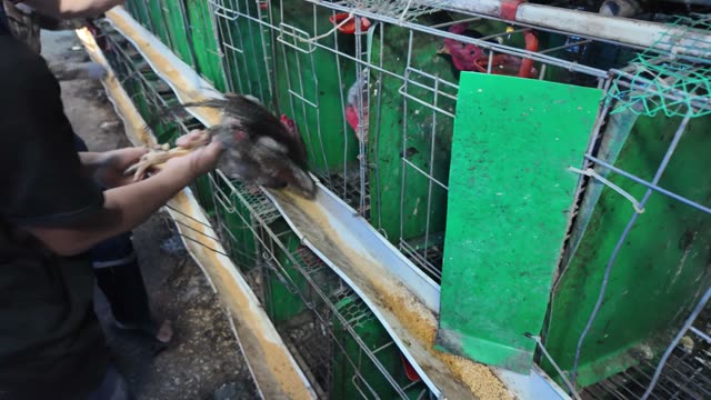 Inside A Chicken Farm Coop
