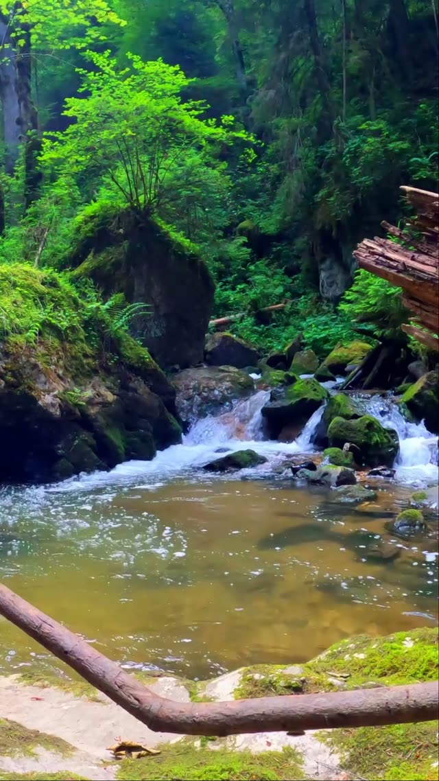 Mossy Forest Stream Cascade