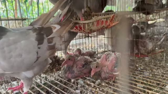 Pigeon Breeding Loft