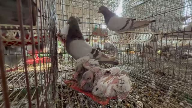 Newly Hatched Baby Pigeons
