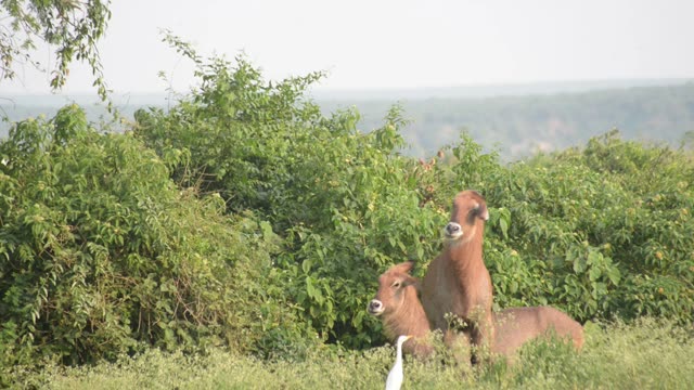 Two Waterbuck Behind Green Bushes