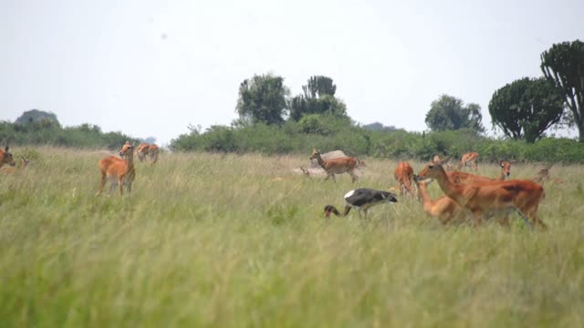 Ground Bird Walks Through Antelope Herd