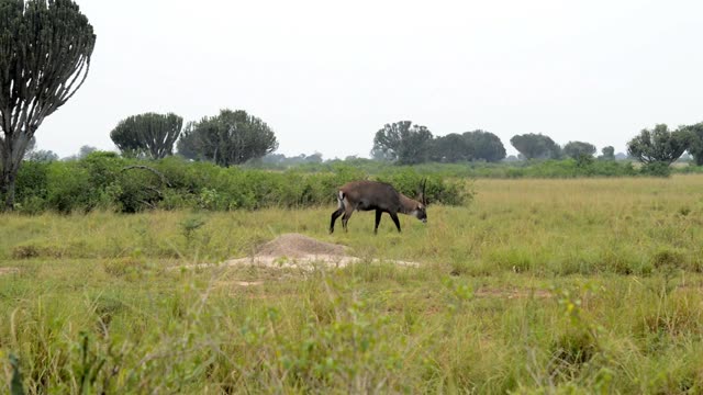Waterbuck Grazing By Termite Mound