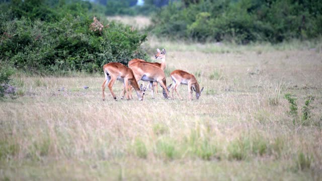 Three Antelope Grazing Dry Grass