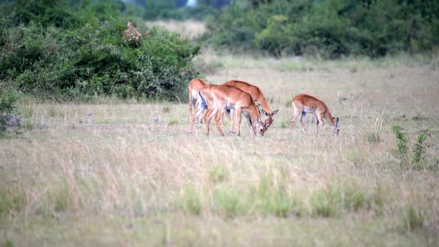 Antelope Feeding Along Bush Line