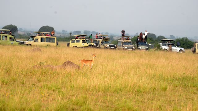 Antelope Before Safari Vehicle Line