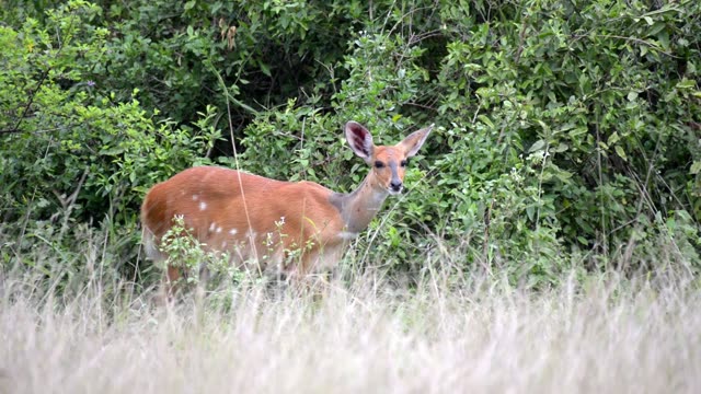 Spotted Bushbuck In Green Thicket