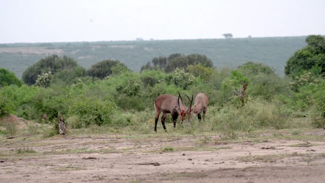 Two Waterbuck Locking Horns